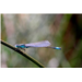 Agrion
